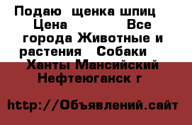 Подаю. щенка шпиц  › Цена ­ 27 000 - Все города Животные и растения » Собаки   . Ханты-Мансийский,Нефтеюганск г.